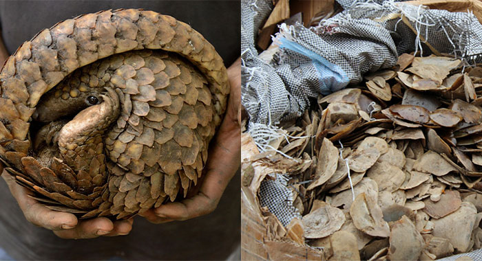 Pangolin-scales