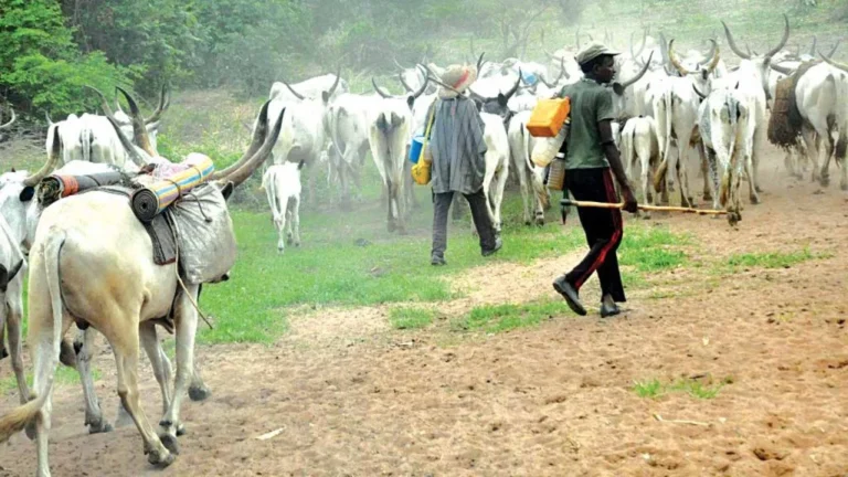 Herdsmen-13-11-16-1024x576