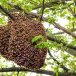 images-25-2