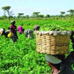 Farmers-768x461