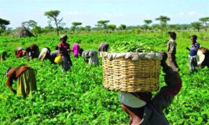 Farmers-768x461