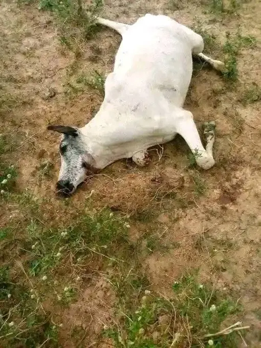 Tragedy As 18 Cows Die After Grazing On Fumigated Farm In Plateau About 18 cows have died after allegedly grazing on a fumigated farmland in Vwei community, Riyom Local Government Area of Plateau State. According to local sources who spoke to Zagazola Makama, the incident occurred around 12 noon on Wednesday when the cattle, belonging to one Dan’azumi Haruna, strayed into the treated farmland. Seven of the cows were reportedly slaughtered due to contamination, while 11 died on the spot. Fifteen other cattle affected by the chemical exposure are currently receiving treatment, the source added.