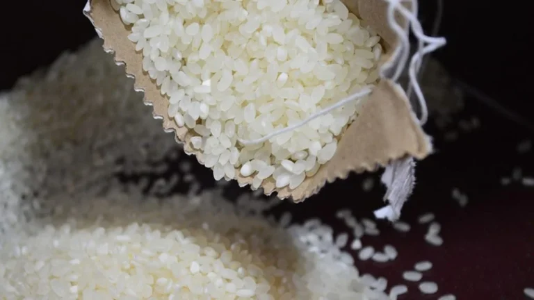 rice-1024x576