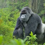 Again, Gorilla Sighted In Cross River Community