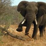 Elephant Kills Farmer In Ogun Following Hippopotamus Attacks In Adamawa