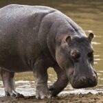 hippopotamus-01-768x432
