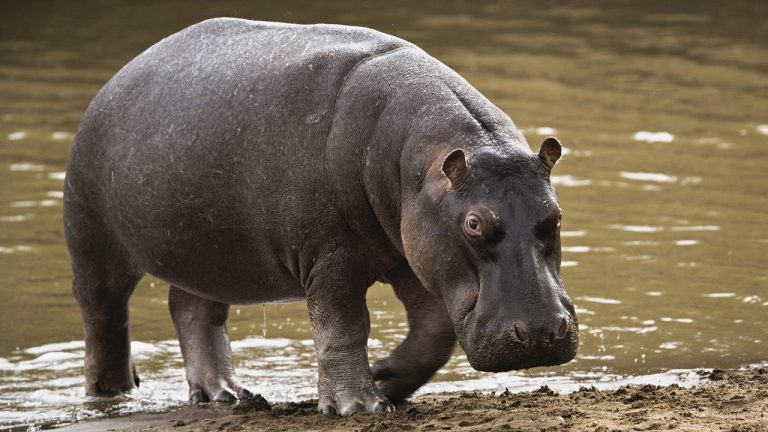 hippopotamus-01-768x432