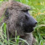 Two-Month-Old Baby Dies After Monkey Attack