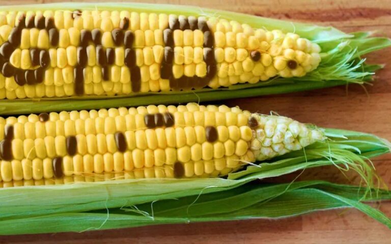 FG Moves To Label GM Crops Forr Public Trust