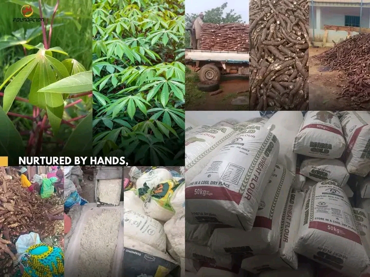 MOK Foundation 2025 Agriculture Impact